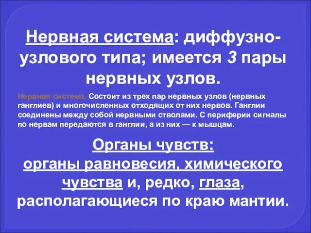 Нервная система: диффузно-узлового типа; имеется 3 пары нервных узлов. Органы чувств: