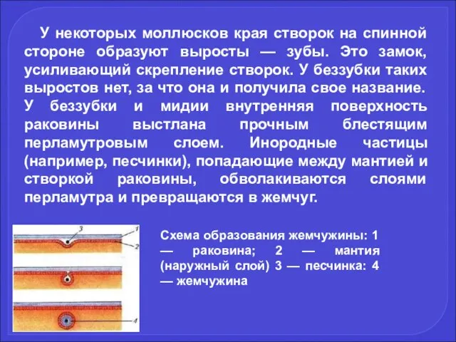 У некоторых моллюсков края створок на спинной стороне образуют выросты —