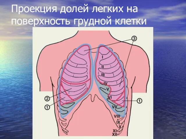 Проекция долей легких на поверхность грудной клетки