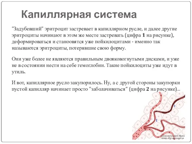 Капиллярная система "Задубевший" эритроцит застревает в капиллярном русле, и далее другие