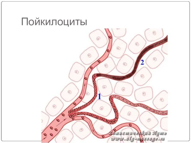 Пойкилоциты