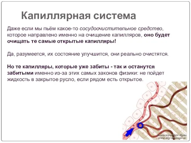 Капиллярная система Даже если мы пьём какое-то сосудоочистительное средство, которое направлено