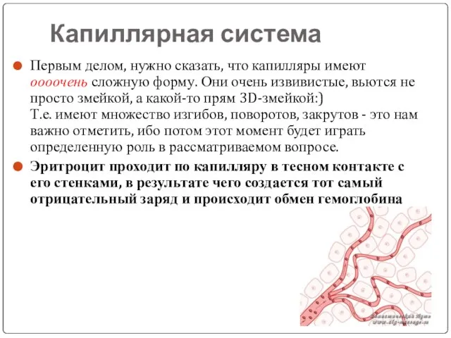 Капиллярная система Первым делом, нужно сказать, что капилляры имеют оооочень сложную