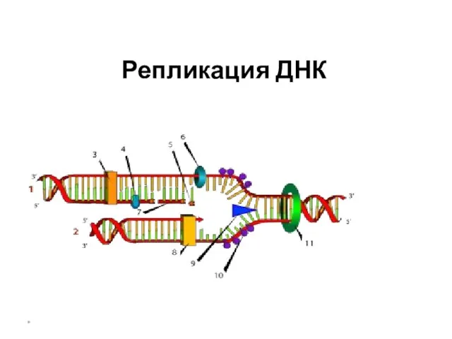 * Репликация ДНК