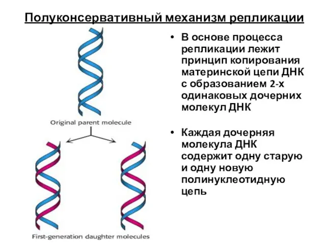 Полуконсервативный механизм репликации В основе процесса репликации лежит принцип копирования материнской