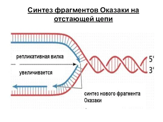 Синтез фрагментов Оказаки на отстающей цепи