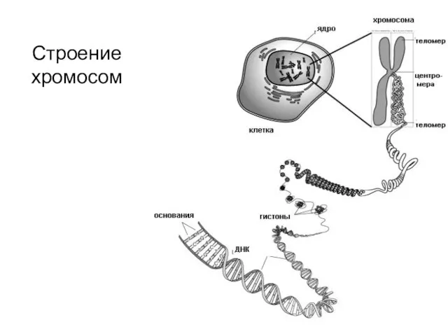 Строение хромосом 1 2 3 4