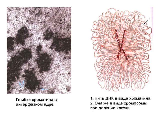 Глыбки хроматина в интерфазном ядре 1. Нить ДНК в виде хроматина.