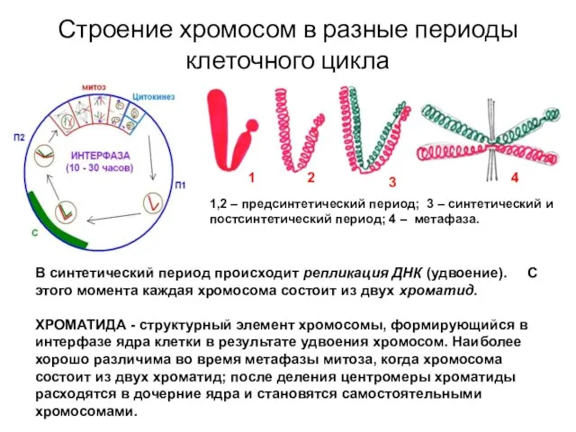 Строение хромосом в разные периоды клеточного цикла 1 2 3 4