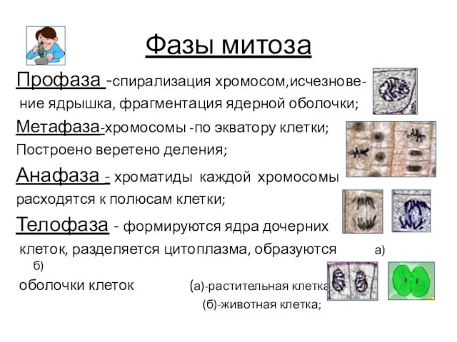 Фазы митоза Профаза -спирализация хромосом,исчезнове- ние ядрышка, фрагментация ядерной оболочки; Метафаза-хромосомы