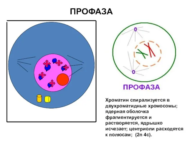 ПРОФАЗА Хроматин спирализуется в двухроматидные хромосомы; ядерная оболочка фрагментируется и растворяется,