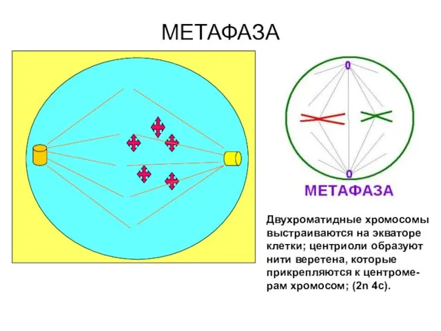 МЕТАФАЗА Двухроматидные хромосомы выстраиваются на экваторе клетки; центриоли образуют нити веретена,