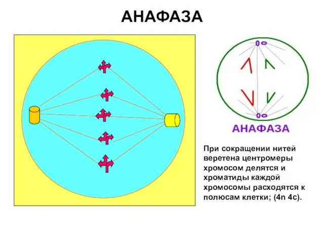 АНАФАЗА При сокращении нитей веретена центромеры хромосом делятся и хроматиды каждой