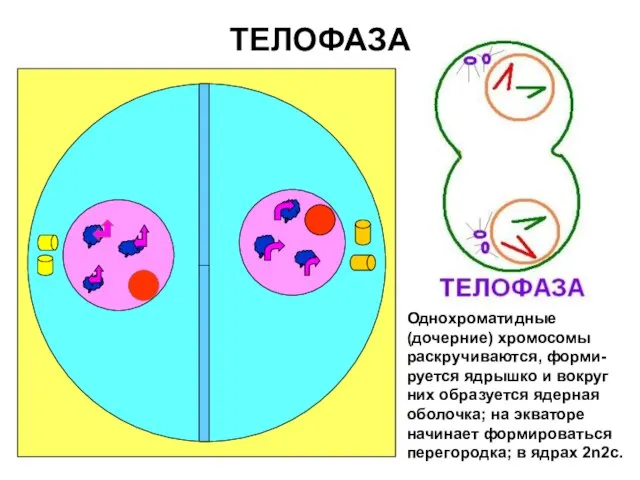 ТЕЛОФАЗА Однохроматидные (дочерние) хромосомы раскручиваются, форми-руется ядрышко и вокруг них образуется