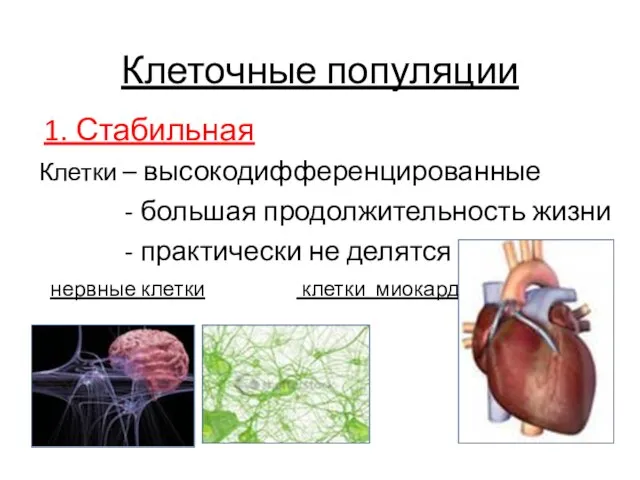 Клеточные популяции 1. Стабильная Клетки – высокодифференцированные - большая продолжительность жизни