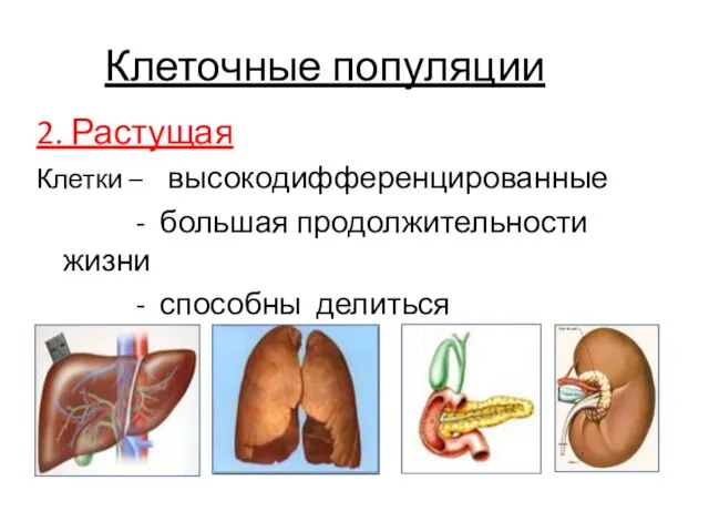 Клеточные популяции 2. Растущая Клетки – высокодифференцированные - большая продолжительности жизни - способны делиться