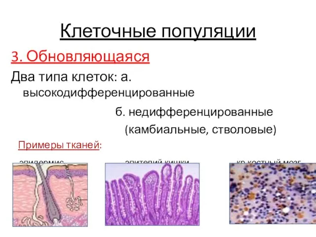 Клеточные популяции 3. Обновляющаяся Два типа клеток: а. высокодифференцированные б. недифференцированные