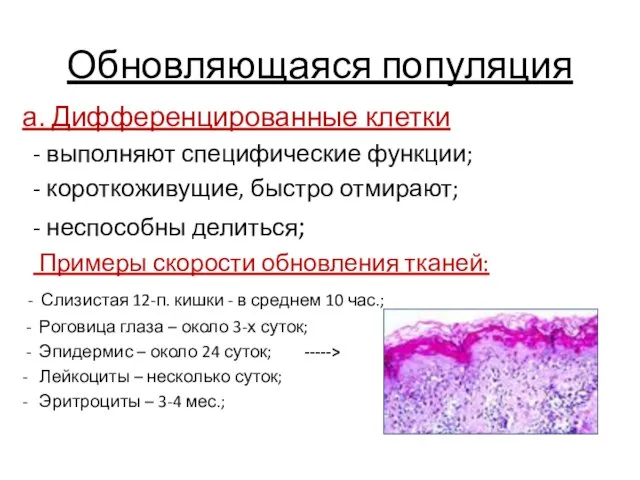 Обновляющаяся популяция а. Дифференцированные клетки - выполняют специфические функции; - короткоживущие,