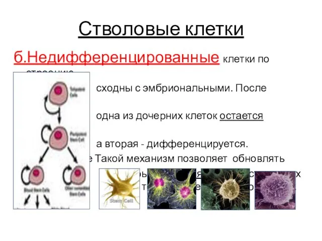 Стволовые клетки б.Недифференцированные клетки по строению сходны с эмбриональными. После деления