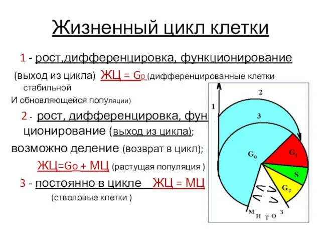 Жизненный цикл клетки 1 - рост,дифференцировка, функционирование (выход из цикла) ЖЦ