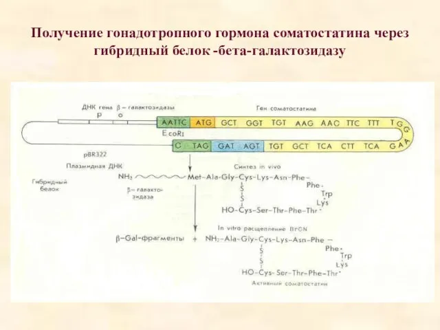 Получение гонадотропного гормона соматостатина через гибридный белок -бета-галактозидазу