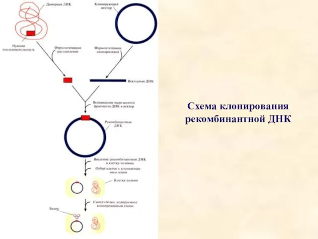 Схема клонирования рекомбинантной ДНК