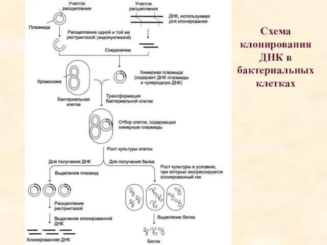 Схема клонирования ДНК в бактериальных клетках