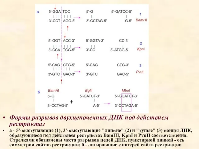 Формы разрывов двухцепочечных ДНК под действием рестриктаз а - 5'-выступающие (1),