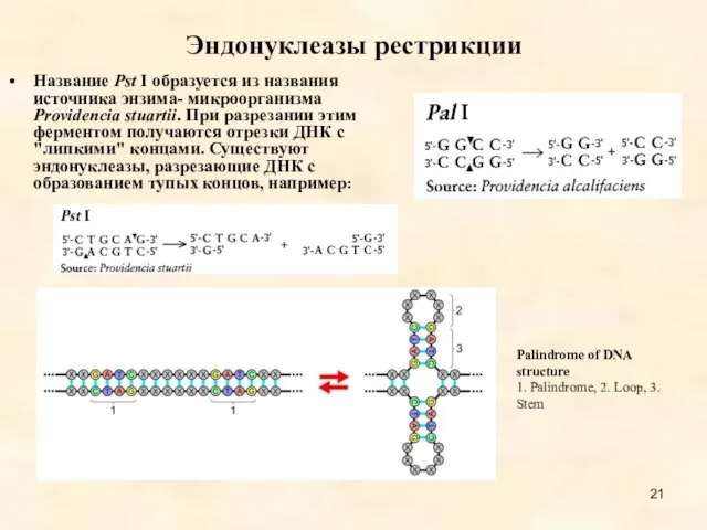 Эндонуклеазы рестрикции Название Pst I образуется из названия источника энзима- микроорганизма