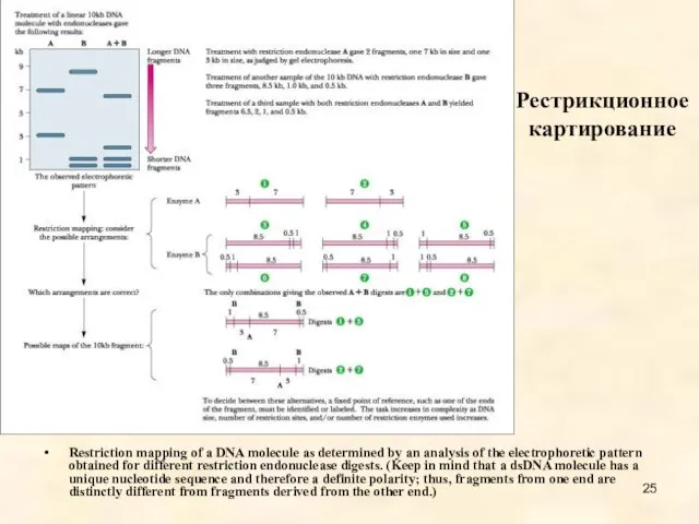 Рестрикционное картирование Restriction mapping of a DNA molecule as determined by