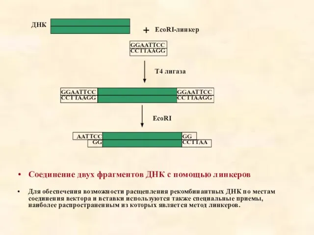 Соединение двух фрагментов ДНК с помощью линкеров Для обеспечения возможности расщепления