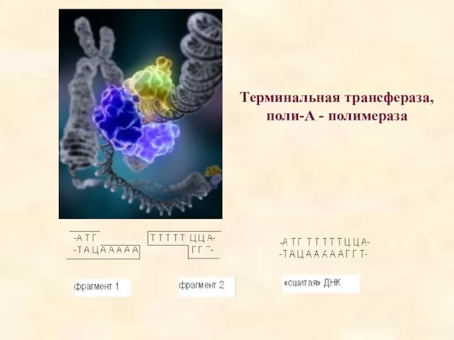 Терминальная трансфераза, поли-А - полимераза