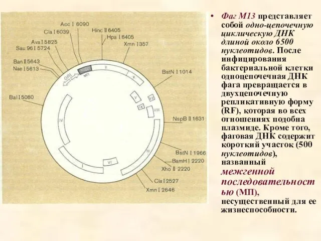 Фаг М13 представляет собой одно-цепочечную циклическую ДНК длиной около 6500 нуклеотидов.