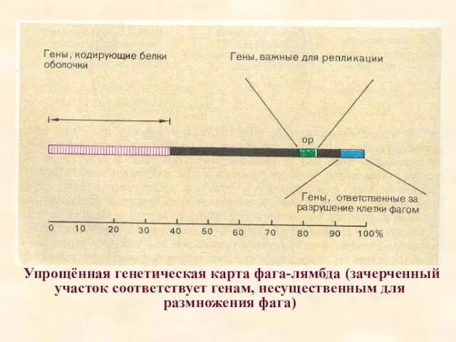 Упрощённая генетическая карта фага-лямбда (зачерченный участок соответствует генам, несущественным для размножения фага)