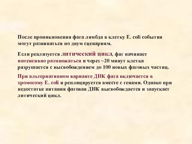 После проникновения фага лямбда в клетку E. coli события могут развиваться