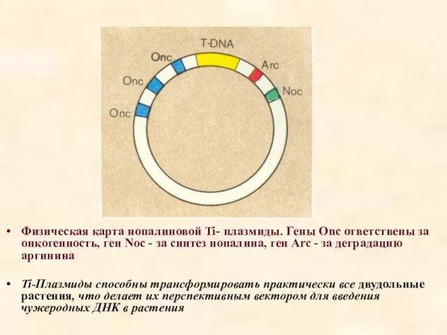 Физическая карта нопалиновой Ti- плазмиды. Гены Onc ответствены за онкогенность, ген