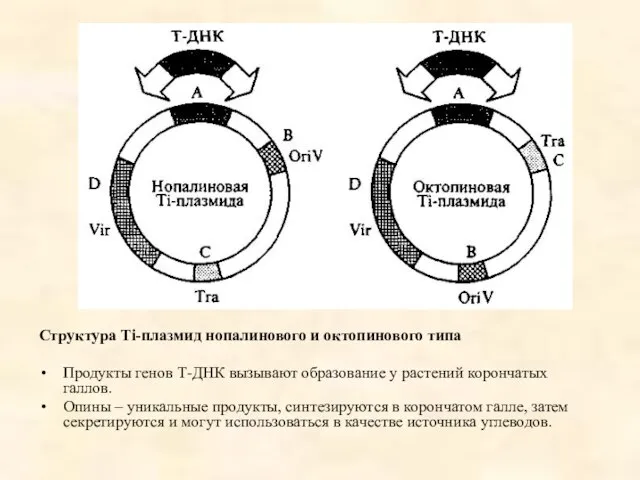 Структура Тi-плазмид нопалинового и октопинового типа Продукты генов Т-ДНК вызывают образование