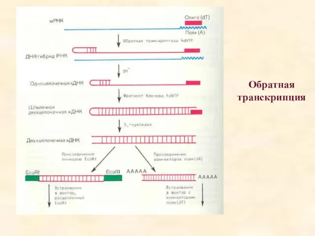 Обратная транскрипция