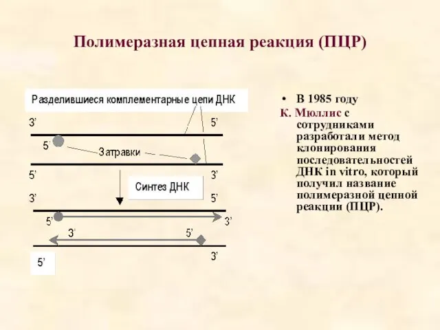 Полимеразная цепная реакция (ПЦР) В 1985 году К. Мюллис с сотрудниками