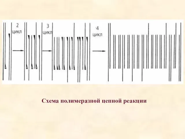 Схема полимеразной цепной реакции