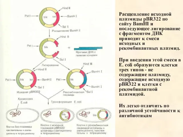 Расщепление исходной плазмиды pBR322 по сайту BamHI и последующее лигирование с