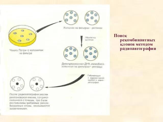 Поиск рекомбинантных клонов методом радиоавтографии
