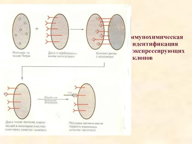 Иммунохимическая идентификация экспрессирующих клонов