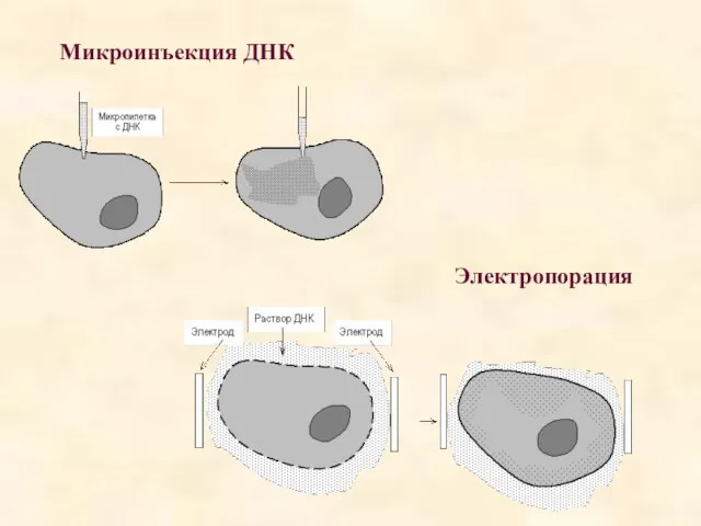 Микроинъекция ДНК Электропорация