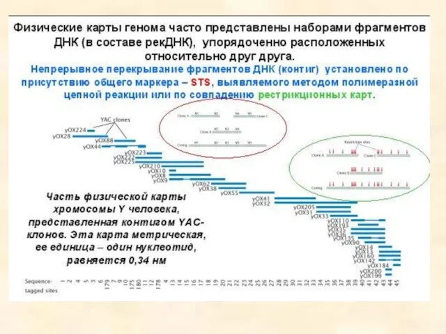 Геномная библиотека Если геном какого-либо организма разрезать, вставить в плазмидные или