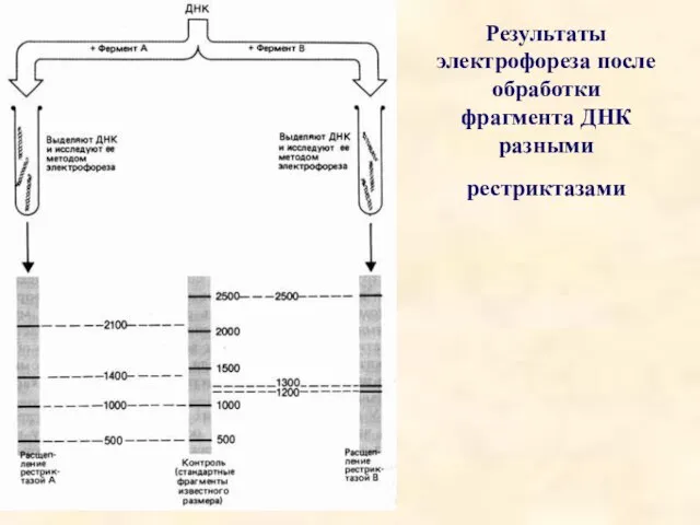 Результаты электрофореза после обработки фрагмента ДНК разными рестриктазами