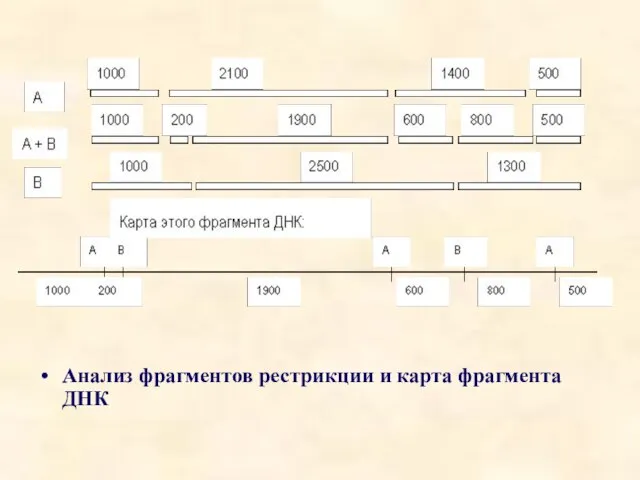 Анализ фрагментов рестрикции и карта фрагмента ДНК