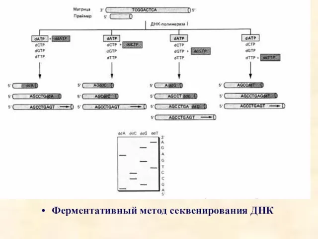 Ферментативный метод секвенирования ДНК