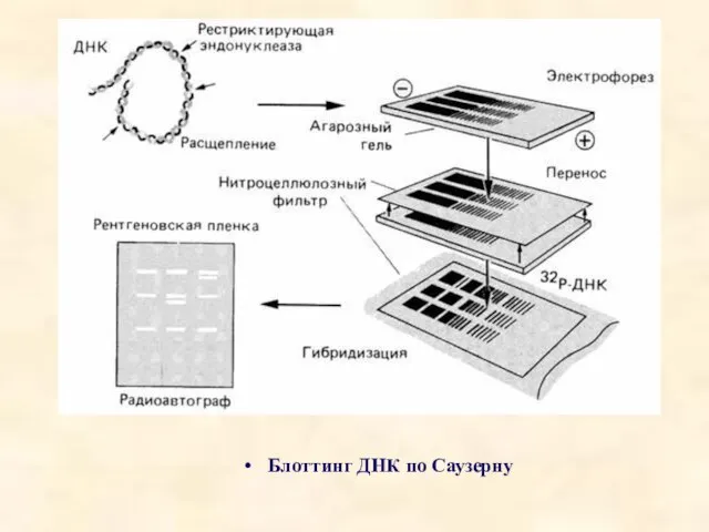 Блоттинг ДНК по Саузерну