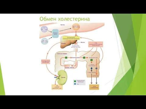 Обмен холестерина